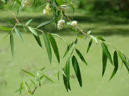 Carolina Willow-Salix caroliniana